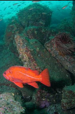 vermilion rockfish and anemone