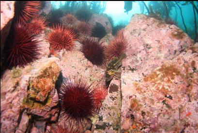 copper rockfish and urchins