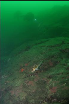 DEEPER AT SETCHELL POINT