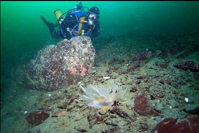 nudibranch 80 feet deep