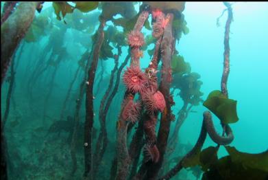 brooding anemones on stalked kelp