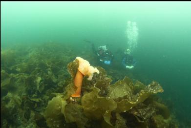 plumose anemone and bottom kelp