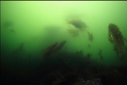 patch of bull kelp just below the bad visibility layer