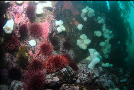 hydrocoral, urchins and plumose anemones
