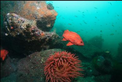 vermilion rockfish and fish-eating anemone