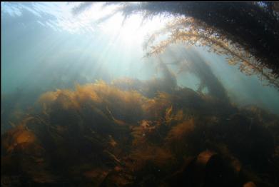 seaweed near surface