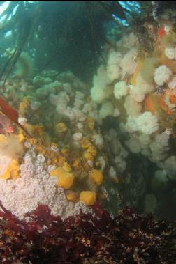 anemones/sponge in shallows