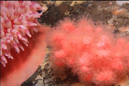soft coral and painted anemone in the tunnel