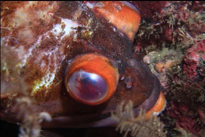 copper rockfish with bulging eyes