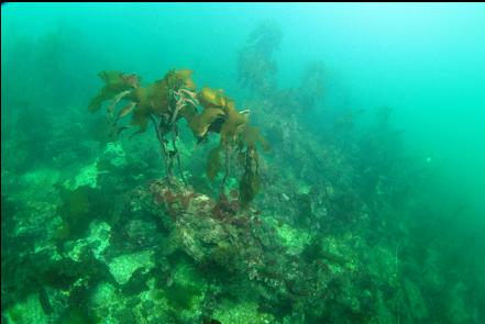 stalked kelp on wreckage