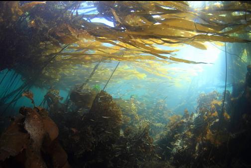 kelp in the bay