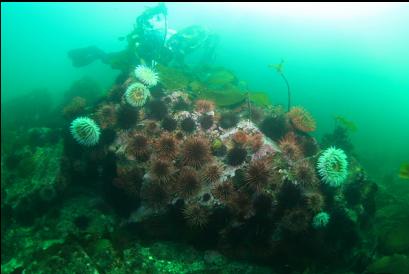 urchins and fish-eating anemones on boulder near shore