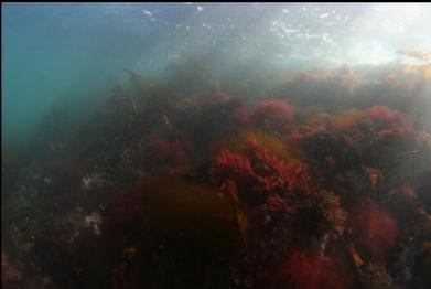 seaweed near surface