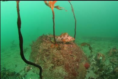 kelp greenling on rock