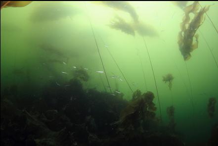tube snouts under kelp