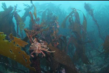 kelp crabs on stalked kelp