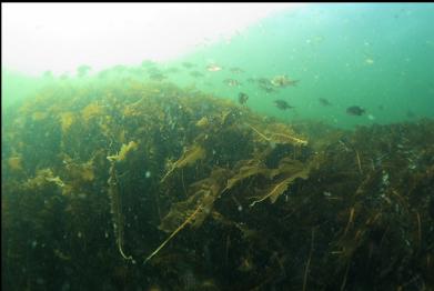 perch above kelp in shallows