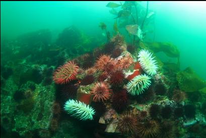 urchins and fish-eating anemones 