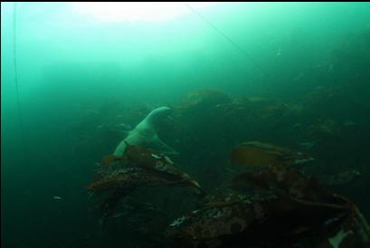 sealion in stalked kelp