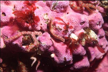 brittle stars in hydrocoral