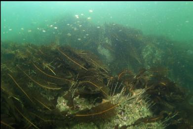 kelp and small perch