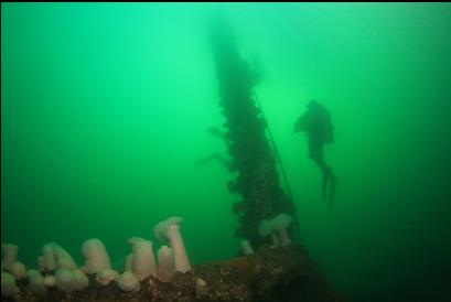 divers ascending up mast