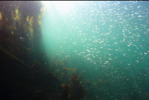 herring next to the kelp