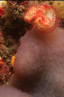 tube worm and tunicate colony