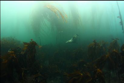 sealion in kelp