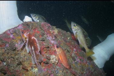 variety of rockfish