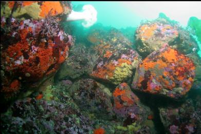 boulders on sewer pipe reef