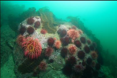 urchins and fish-eating anemone closer to bay