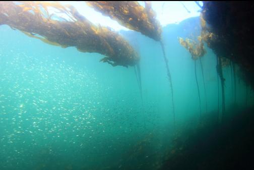 herring next to kelp