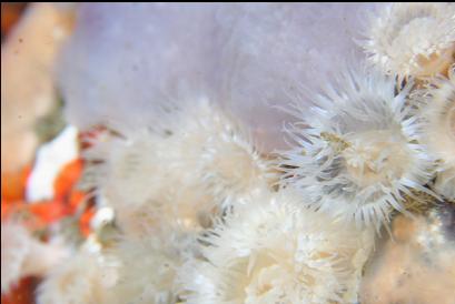 small, white anemones