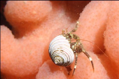 hermit crab on tunicates