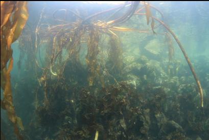 floating detatched kelp by entry-point