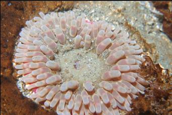 ANEMONE IN SAND