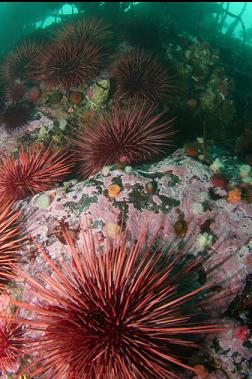 urchins and anemones