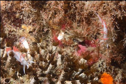 tiny nudibranchs on cemented tube worms
