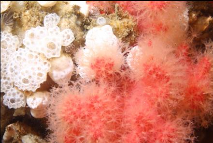 soft coral and tunicates