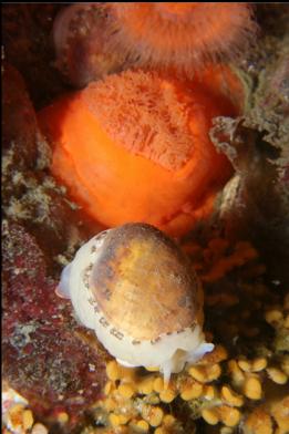 nudibranch/snail