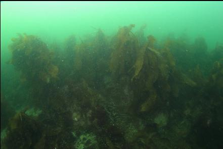 stalked kelp in the shallows