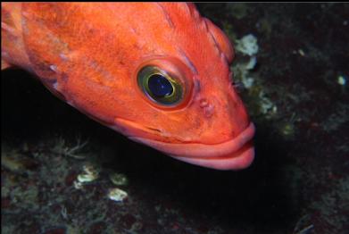 yelloweye rockfish