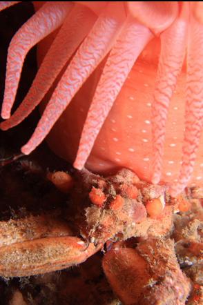 crab under a crimson anemone