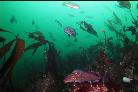 kelp greenling and black rockfish