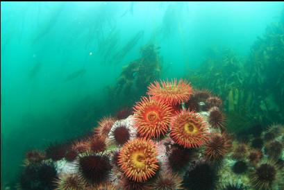 urchins and fish-eating anemones 