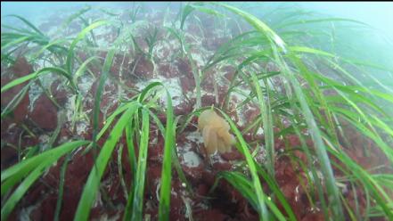 hooded nudibranch in the eel grass