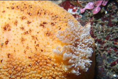 nudibranch gills
