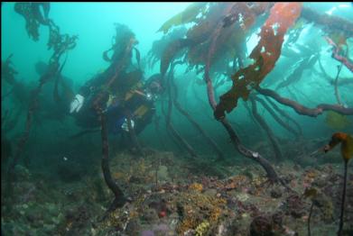 swimming through stalked kelp