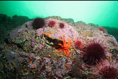 sunstar, cup corals and urchins